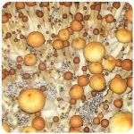 Псилоцибиновые (галлюциногенные)  грибы Psilocybin "Golden Teacher" в Дигоре