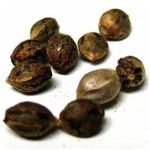 Семена марихуаны АК-47  (Seeds AK-47) в Дигоре